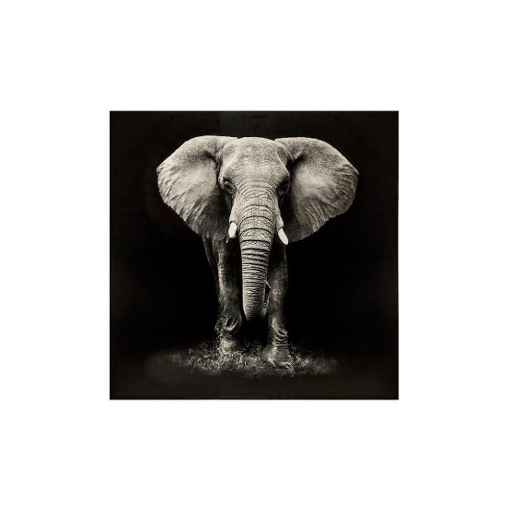 Tablou canvas Elefant Black, 100x100 cm